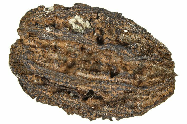 Pliocene Fossil Butternut Tree (Juglans) Nut - France #365385